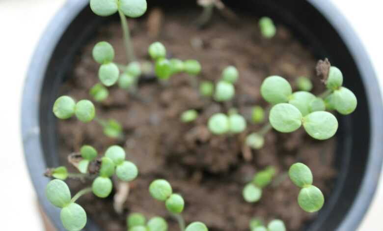 a close up of a potted plant with tiny green plants