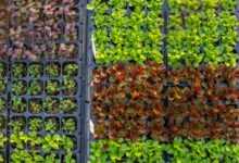 green and red leaves on gray rectangular tray