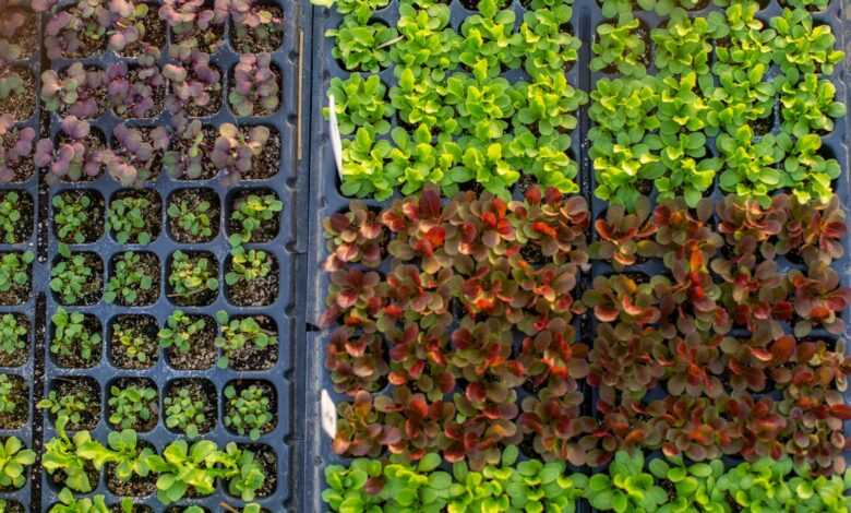 green and red leaves on gray rectangular tray