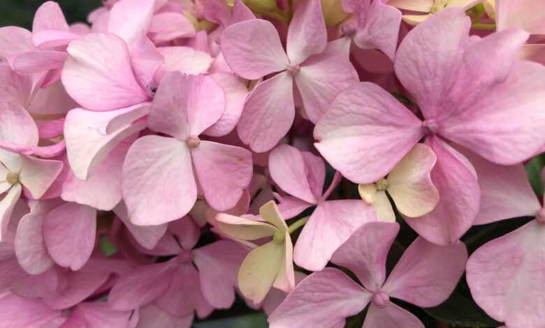 a group of pink flowers