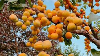 orange fruits