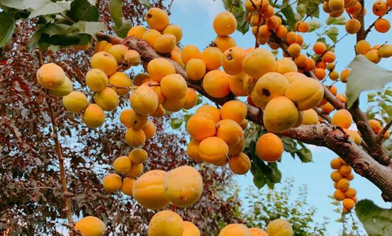 orange fruits