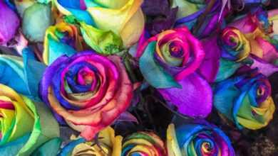 closeup of multicolored petaled roses