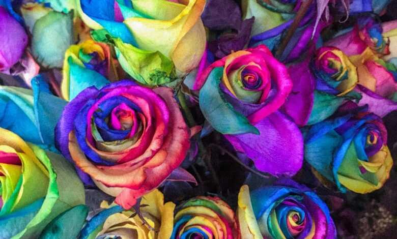 closeup of multicolored petaled roses