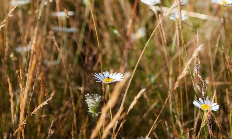 white and blue flower in tilt shift lens