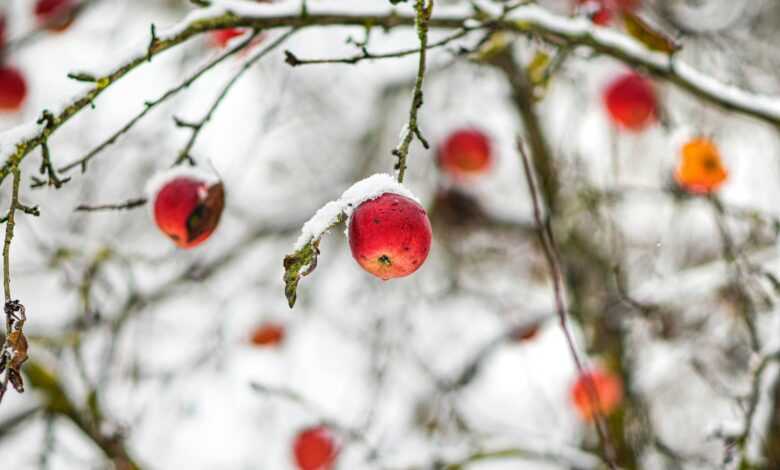 a bunch of apples that are on a tree