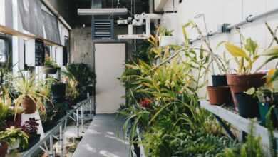 green potted plants inside building