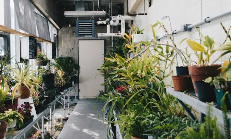 green potted plants inside building