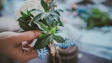 a hand holding a plant