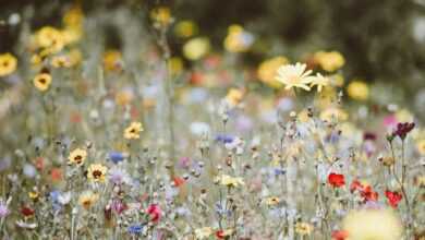 garden flowers photography