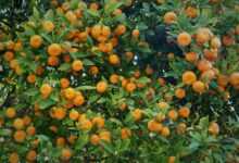 orange fruits on green grass during daytime