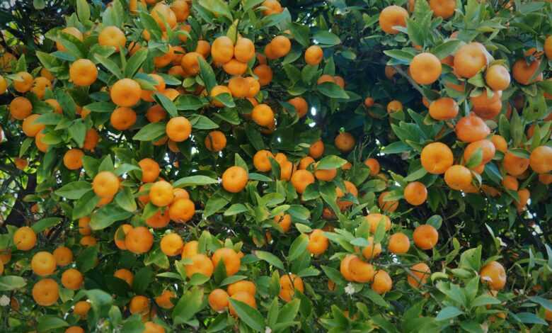 orange fruits on green grass during daytime