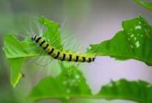 yellow and black caterpillar on green leaf