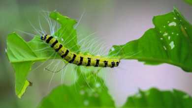 yellow and black caterpillar on green leaf