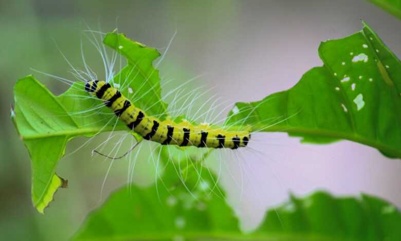 yellow and black caterpillar on green leaf