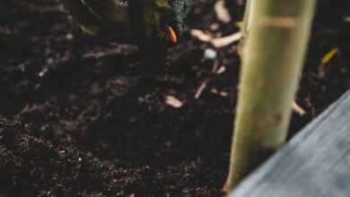 green and black frog on brown soil