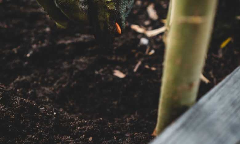 green and black frog on brown soil