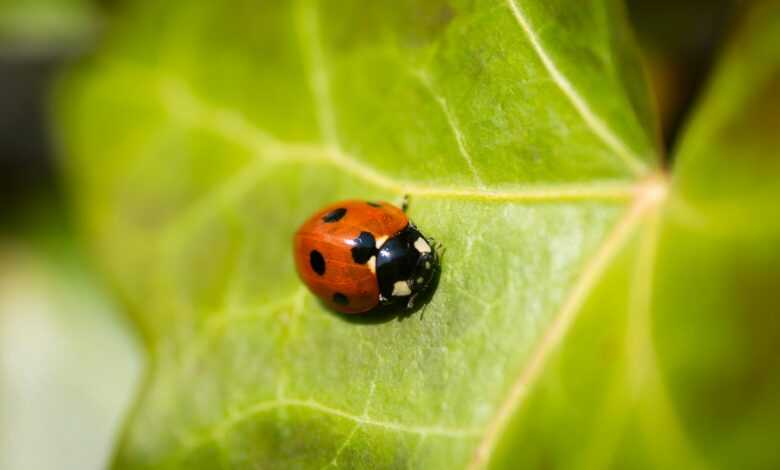 red lady bug on leaf in macro photography