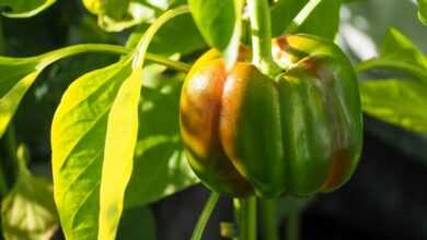 green and red bell pepper