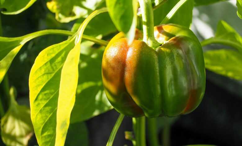 green and red bell pepper