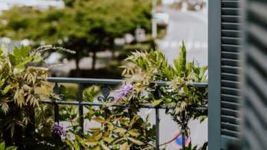 green and purple flower plants