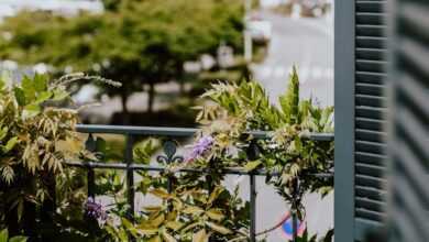 green and purple flower plants