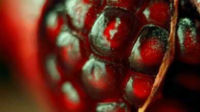 red round fruits in close up photography