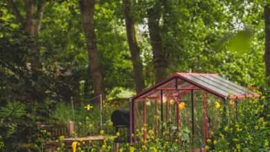 a small greenhouse in the middle of a forest