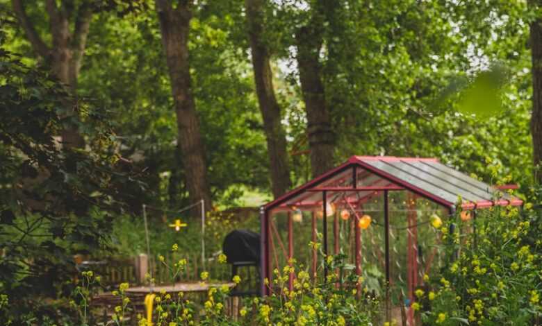 a small greenhouse in the middle of a forest