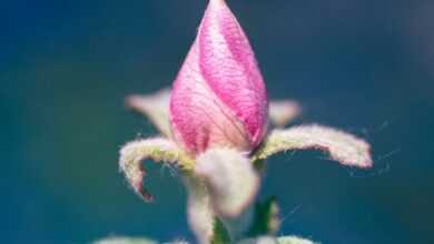 pink flower bud in tilt shift lens