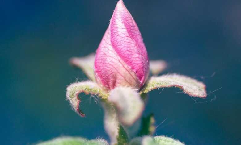 pink flower bud in tilt shift lens