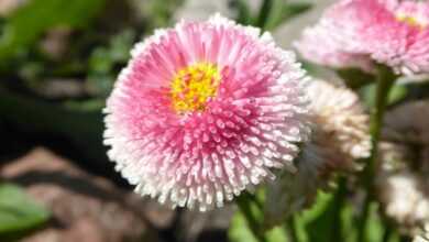 a close up of a pink flower with a yellow center