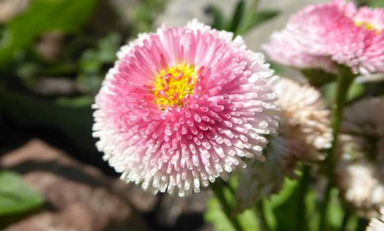 a close up of a pink flower with a yellow center