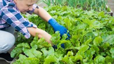 a woman kneeling down in a garden with lots of green plants