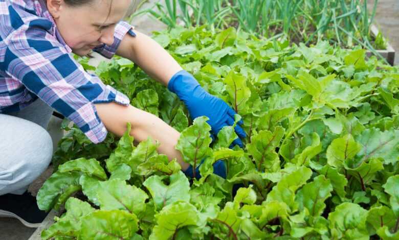 a woman kneeling down in a garden with lots of green plants