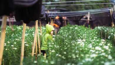 person wearing green hooded shirt standing near flower garden during daytime