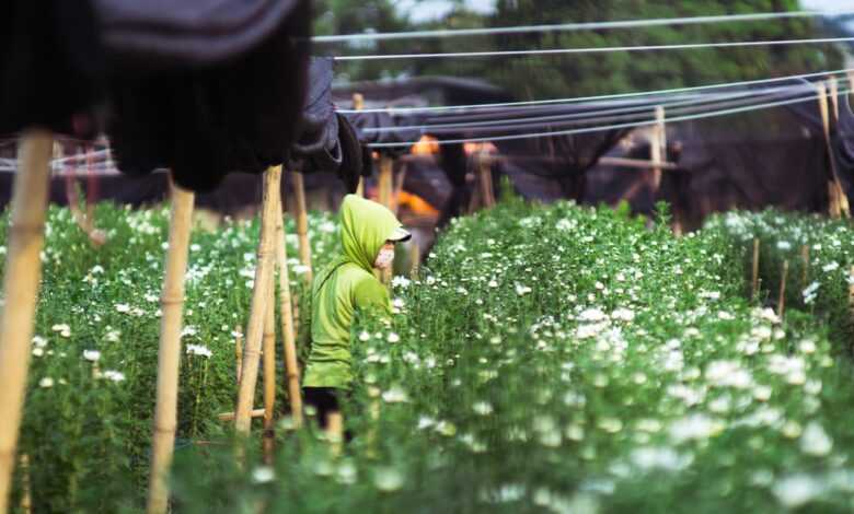 person wearing green hooded shirt standing near flower garden during daytime