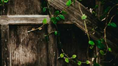 green vine plants on gray wall