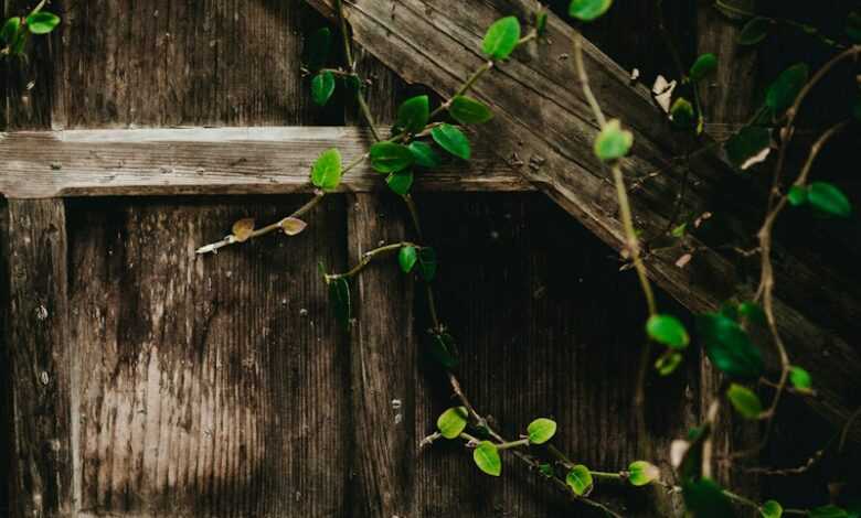 green vine plants on gray wall