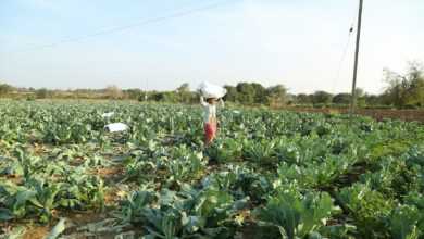 a woman standing in a field of green vegetables