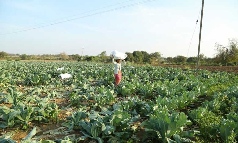 a woman standing in a field of green vegetables