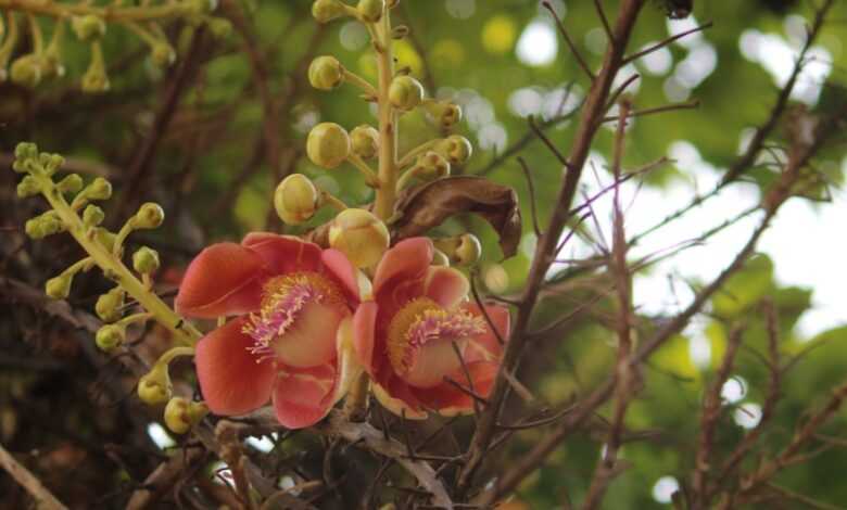 a close up of some berries