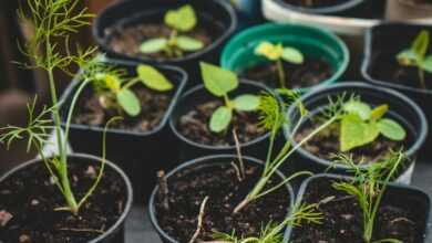 green potted plants on brown clay pots