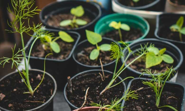 green potted plants on brown clay pots