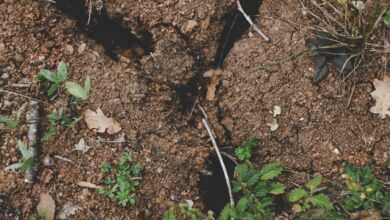 green plant on brown soil