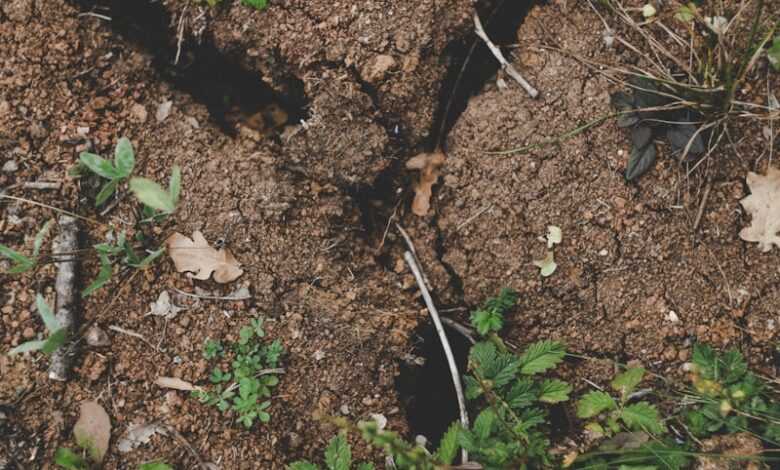 green plant on brown soil