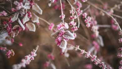 pink petaled flowers during daytime