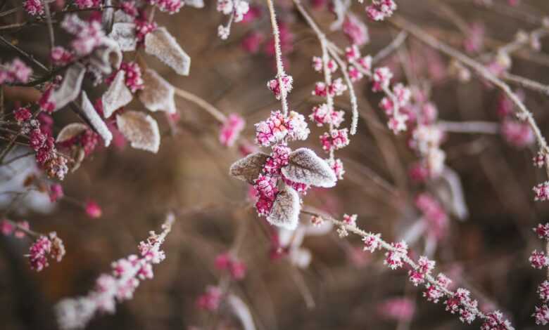 pink petaled flowers during daytime