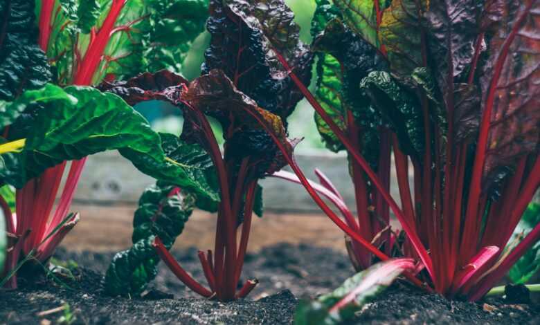 green and red plant