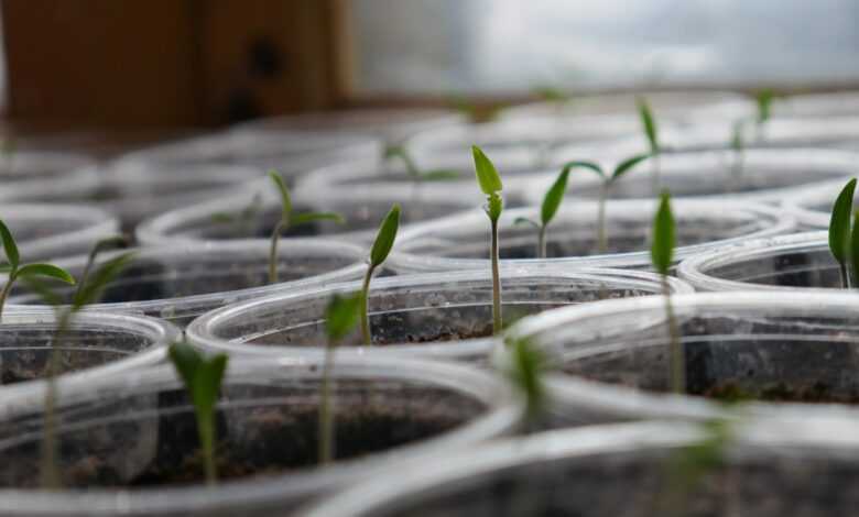 green leafed sprouts